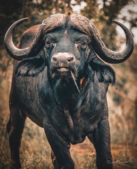 Pictures Of Buffalo, Nature Wallpapers Aesthetic, Buffalo Photography, Buffalo Pictures, South African Animals, African Animals Photography, African Wildlife Photography, Bald Eagle Art, Calf Cow