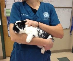 Veterinary Motivation, Veterinarian Aesthetic, Taking Care Of Animals, Vet Aesthetic, Zoo Tampa, Vet School Motivation, Veterinarians Medicine, Vet Life, Pet Rabbit Care