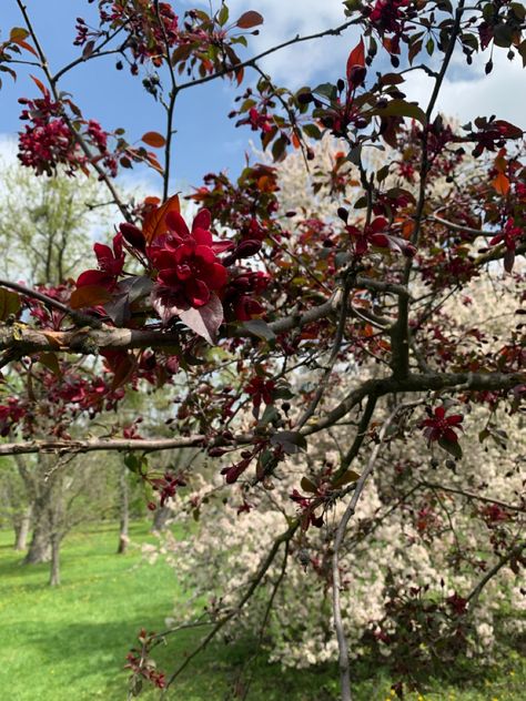 Aesthetic Red Flowers, Red Pics, Red Flowers Garden, Spring Red, Aesthetic Red, Garden Design Ideas, Spring Aesthetic, Flowers Garden, Spring Season