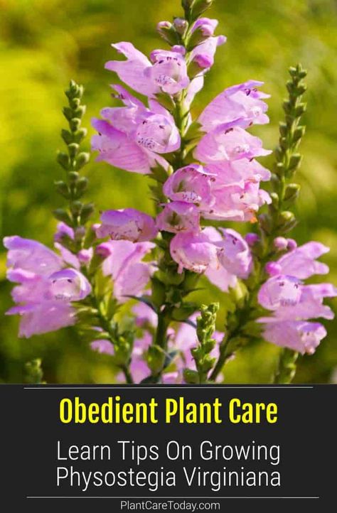 Obedient Plant (Physostegia Virginiana) perennial wildflower, tall spikes of bell-shaped flowers, vivid hues, subtle mint-like scent. [DETAILS] Physostegia Virginiana, Obedient Plant, Deer Resistant Garden, Cement Statues, Native Plant Gardening, Plant Care Tips, Hummingbird Garden, Fragrant Plant, Plants Growing