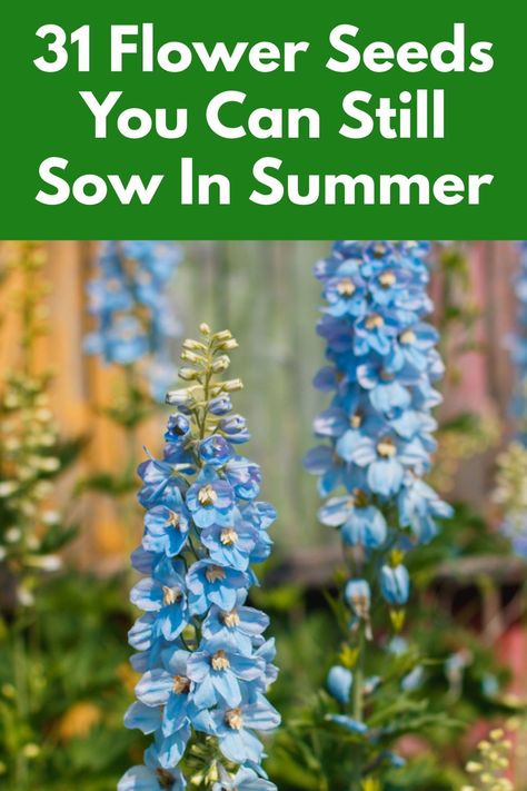 Wildflower Seeds Planting, When To Plant Wildflower Seeds, Flowers To Plant In Summer, Blue Perennials, Planting Flowers From Seeds, Plants Propagation, Garden Potager, Perennial Garden Plans, Butterfly Garden Plants