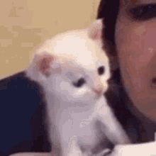 Aww GIFs | Tenor Stim Gifs, Discord Pfps, Discord Pfp, Cute Kitty, A Kiss, Baby Cats, Cute Cat, Cute Cats, Banners