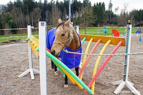 Pool noodle horse obstacle idea Pool Noodle Horse, Noodle Horse, Horse Obstacles, Horse Training Exercises, Horse Toys, Horse Lessons, Horse Jumps, Horse Club, Horse Exercises