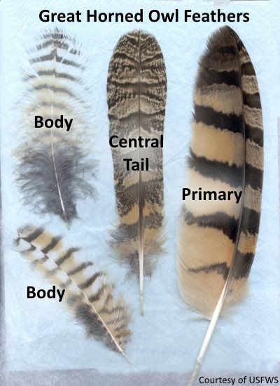 Great Horned Owl feathers. Have you ever found these outside on the ground? Owl Feather Tattoos, Feather Identification, Owl Feathers, Feather Meaning, Types Of Feathers, Owl Wings, Owl Feather, Owl Tattoo Design, Barred Owl