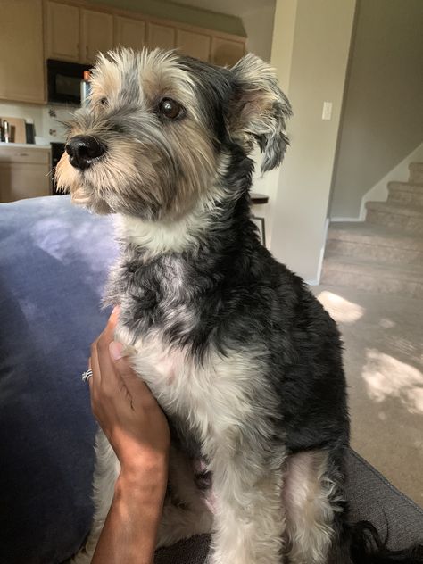 Webster  Schnorkie (1/3 Schnauzer, 2/3 Yorkie) Schnauzer Yorkie Mix Dogs, Schnorkie Dogs, Snorkie Dog, Yorkie Poo Haircut, Soul Food Cornbread, Yorkie Schnauzer, Soul Food Cornbread Dressing, Schnauzer Cut, Schnauzer Mix