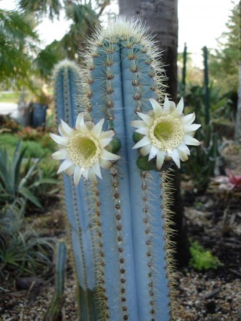 Pilosocereus azureus, flowering cactus. This is so beautiful Cactus Seeds, Succulent Seeds, Cactus Planta, Blue Cactus, Cactus Flowers, Agaves, Desert Plants, Cactus Y Suculentas, Cactus Garden