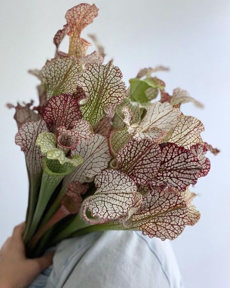 Potomac Floral Wholesale on Instagram: “Fewer flowers are this fiercely cool. Cobra Lily (aka Sarracenia) are a pitcher plant, meaning they are carnivorous! These bug eaters mask…” Cobra Lily, Carnivorous Pitcher Plant, Pitcher Plants, Flower Varieties, Wedding Reception Flowers, Flower Guide, Pitcher Plant, Have A Lovely Day, Seasonal Flowers