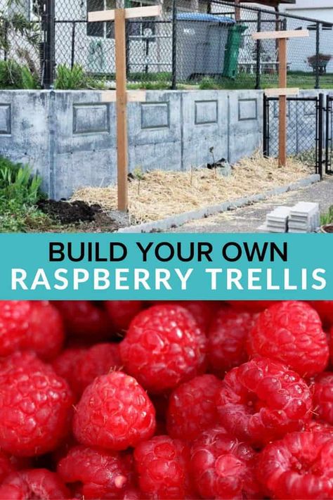 One of the easiest DIY garden projects ever, Raspberry Supports are an affordable way to grow raspberries in your home garden. Homemade raspberry trellises to will save you so much money at the grocery store. Raspberry Supports, How To Plant Raspberries, Plant Raspberries, How To Grow Raspberries, Grow Raspberries, Growing Berries, Raspberry Trellis, Growing Raspberries, Raspberry Plants