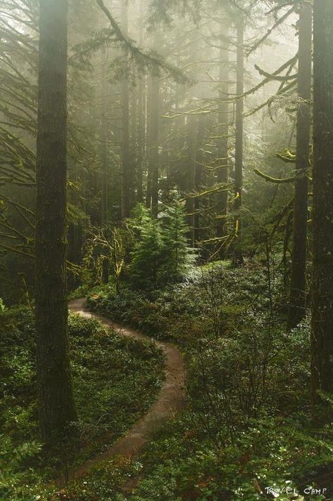 Dark Naturalism, Silver Falls State Park, Letchworth State Park, Dark Green Aesthetic, Image Nature, Photo Mug, Forest Path, Misty Forest, Forest Garden