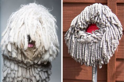 Have you ever seen a particularly shaggy dog at the park, perhaps a dog that looks like a mop, and wondered what breed of dog it could be? Then read on, because we’ve identified the 6 dog breeds with the most moppish coats. The post 6 Dogs That Look Like Mops appeared first on Reader's Digest. Mop Dog, Puli Dog, Spanish Water Dog, Shaggy Dog, What Kind Of Dog, Pet Advice, Herding Dogs, Adorable Dogs, Water Dog