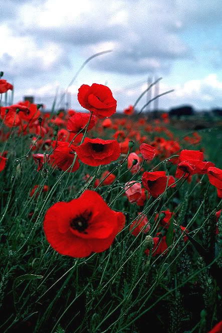 vibrant red poppy flowers                                                                                                                                                     More Bloom Core, Remembrance Day Poppy, Wild Flower Meadow, Poppy Color, Red Pictures, Red Wall, Poppy Flowers, I Love Flowers, Poppy Field