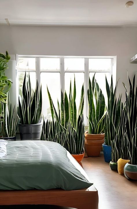 Flower lovers Boho Home Inspiration, Sansevieria Plant, Snake Plants, House Plants Indoor, Balcony Garden, Flower Lover, Simple House, Garden Room, Plant Life