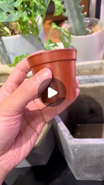 Seed to Flower on Instagram: "Repurpose small plastic pots by adding extra holes to improve drainage and aeration, preventing root rot after repotting. A simple hack for healthier plants!

#GardeningTips #PlantCare #DIYGarden #Succulents #IndoorPlants #GardeningHacks" Small Pots For Plants, Plants For Small Pots Outdoor, Dollar Store Planter Ideas, Diy Plant Pots, Succulent Garden Outdoor, Garden Hacks Diy, Indoor Water Garden, Self Watering Pots, Plant Help