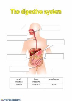 Parts of the digestive system Language: English Grade/level: Tercero Primaria School subject: Natural Science Main content: Digestive system Other contents: Digestive System Activities, Digestive System For Kids, Digestive System Worksheet, Inside Human Body, Human Body Worksheets, Human Body Science, Human Body Activities, Human Digestive System, The Digestive System