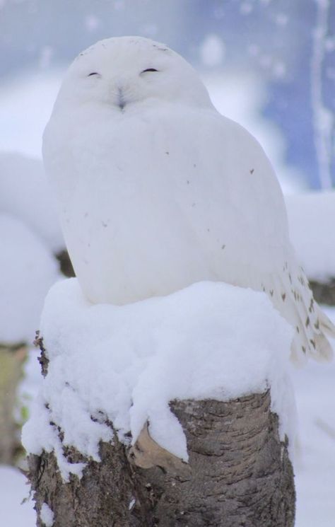 Snowy Owls, White Animals, Owl Photography, Albino Animals, Snow Owl, Owl Photos, Owl Pictures, White Owl, Pretty Animals