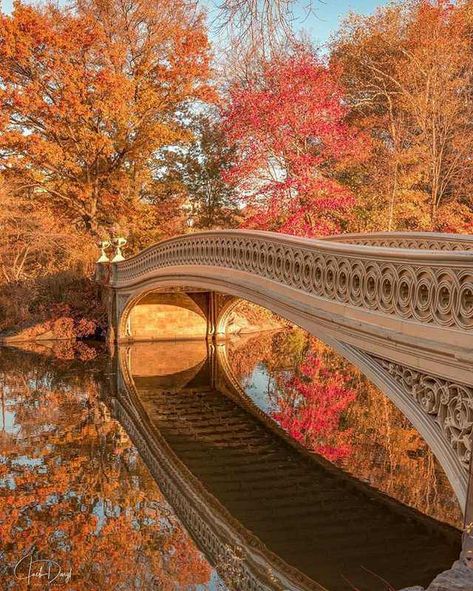 Central Park Autumn Bridge, Future Painting, Studera Motivation, Autumn In New York, Cool Winter, New York Photos, Autumn Scenes, Autumn Scenery, Destination Voyage