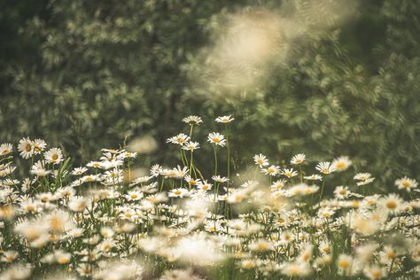 Garden Header Aesthetic, Common Daisy, Destop Wallpaper, White Background Hd, Flower Desktop Wallpaper, Daisy Image, Hd Landscape, Field Wallpaper, Tiny White Flowers