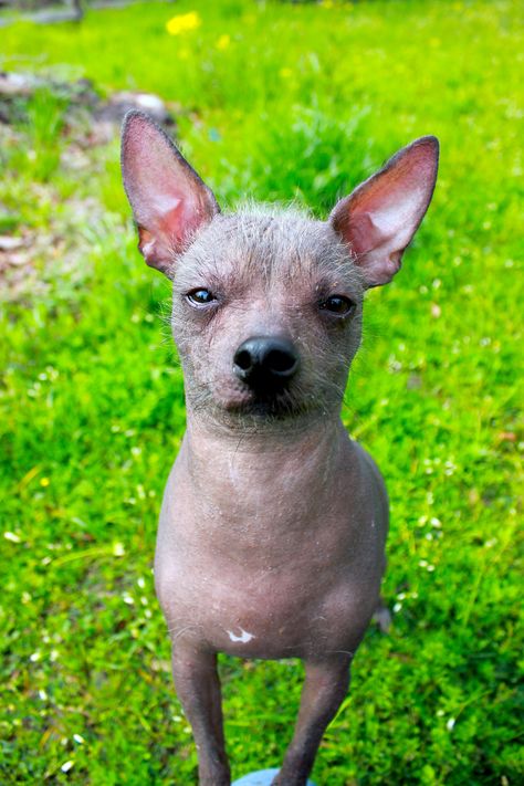 Hairless Chihuahua Hairless Chihuahua, Dogs Up For Adoption, Cute Chihuahuas, Cute Chihuahua, Chihuahua Dogs, Chihuahua, Kangaroo, Scotland, Adoption