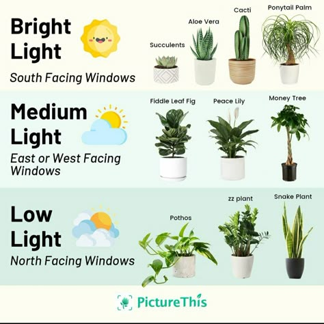 Types Of House Plants, Indoor Plants Low Light, Easy House Plants, Household Plants, Plant Care Houseplant, Eclectic Boho, Plant Hacks, Inside Plants, Growing Plants Indoors