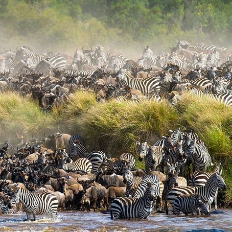 Great Migration Masai Mara, Masai Mara Safari, Safari Game, Masai Mara Kenya, Great Migration, Masai Mara National Reserve, Mount Kenya, The Great Migration, Book Theme