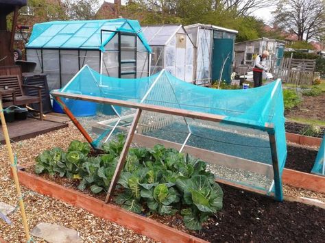 netting frame for cabbages Allotment Hacks, Brassica Cage, Veg Growing, Potted Gardens, Starter Garden, Forest Gardens, Plants For Raised Beds, Raised Bed Garden Design, Elevated Gardening