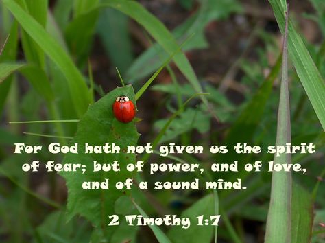 2 Timothy 1:7  I love ladybugs, they're such dainty looking little creatures.  I'm very fond of this Bible verse too.  I'm very grateful for God's gift of power, love and a sound mind.  Fear isn't from God, and should be kicked to the curb the moment it's recognized. St Patrick Day Snacks, Bible Sayings, Bugs Preschool, Event Games, 2 Timothy 1 7, Spirit Of Fear, Vision Quest, Ladybug Wallpaper, Little Creatures