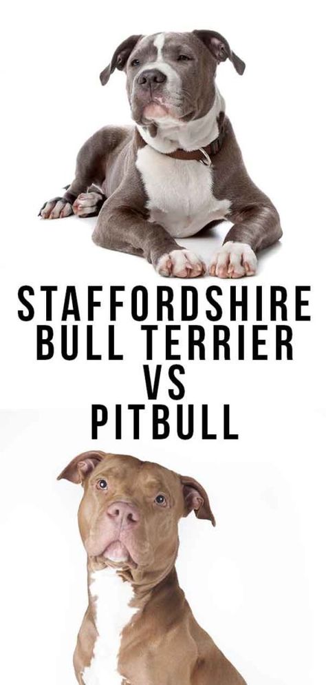 Staffordshire Bull Terrier Vs Pitbull - Which Is Best? Stanford Terrier, Staffy Bull Terrier, Pitbull Bull Terrier, Staffordshire Terrier Puppy, American Staffordshire Bull Terrier, Staffordshire Bull Terrier Puppies, Bull Terrier Tattoo, Pitbull Dog Breed, Bull Terrier Puppy