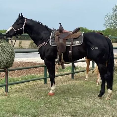 Aqha Stallion, Aqha Horses, Beautiful Horses Photography, Barrel Racing Horses, Rodeo Horses, Barrel Horse, Horse Wallpaper, Rodeo Life, American Quarter Horse