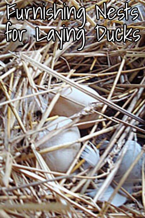 Nesting Boxes For Ducks, Duck Laying Boxes, Duck Nesting Box Ideas, Duck Nesting Boxes, Duck Nesting, Duck Houses, Backyard Ducks, Duck Coop, Muscovy Duck