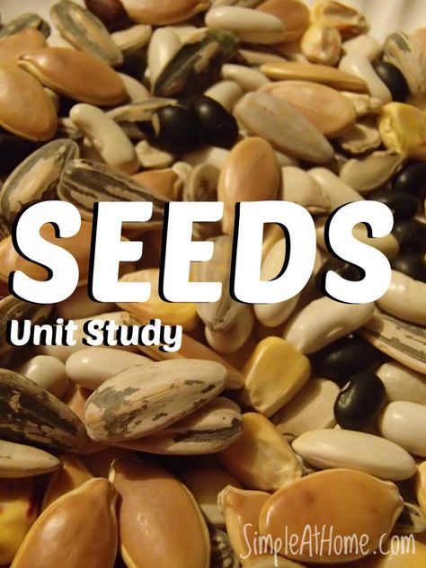 Unit Study for all ages on SEEDS Seeds Unit Study, Parts Of A Seed, Homeschool Nature, Study Craft, Study Activities, Homeschool Nature Study, Unit Studies Homeschool, Homeschool Advice, Pumpkin Everything