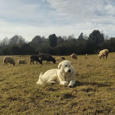 Maremmano abruzzese livestock guardian dog Sheep Dog Aesthetic, Live Stock Guardian Dog, Livestock Dog, Ranch Dogs, Maremma Sheepdog, Guardian Dog, Veronica Sawyer, Livestock Guardian Dog, Sheep Dogs