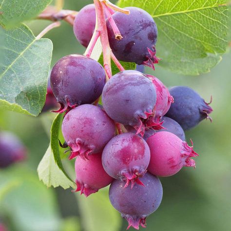 Saskatoon Serviceberry, Amelanchier Alnifolia, Fruit Shrub, Saskatoon Berry, Blueberry Plant, Berry Plants, Berry Fruit, All Fruits, Fruit Seeds