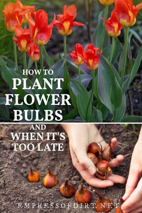 When To Plant Bulbs, Siberian Squill, When To Plant Tulips, Lawn Ideas, Planting Tulips, Gardening Zones, Fall Bulbs, Flower Bulbs, Tulip Bulbs