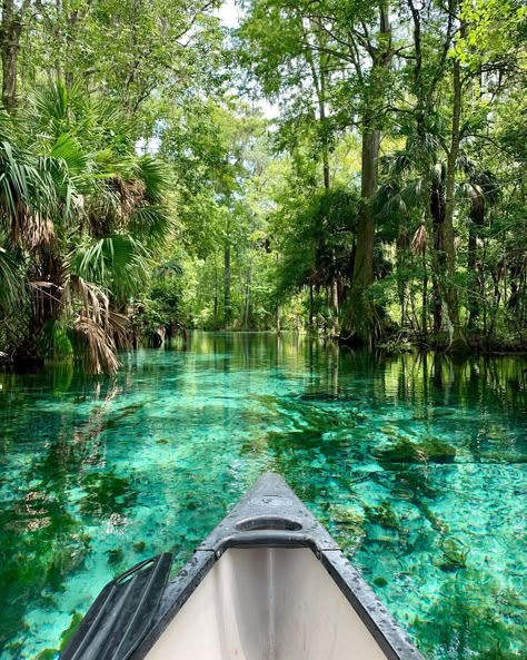 If you've ever explored the lesser touched areas of Florida's forests, you really feel like you've been transported into the jungle — you won't see any jumping from tree to tree at most places in Florida, but you actually can see wild monkeys roam at Silver Springs State Park. Falling Waters State Park Florida, Silver Springs State Park Florida, Salt Springs Florida, Florida Living Aesthetic, Florida Lagoon, Juniper Springs Florida, Florida Forest, Natural Springs In Florida, Summer In Florida