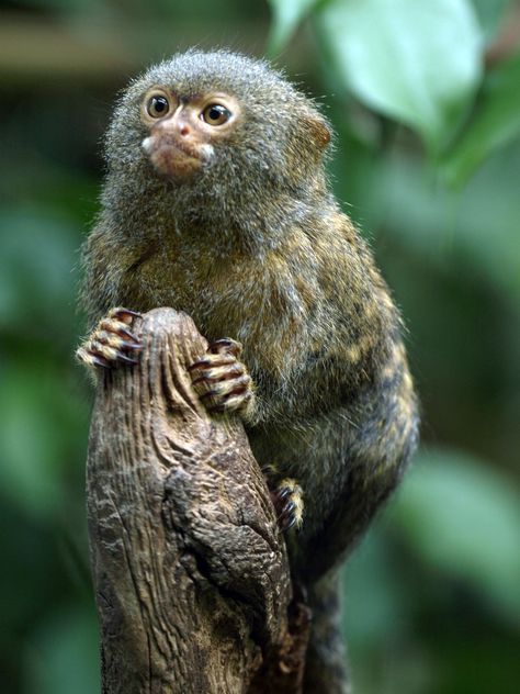 The pygmy marmoset is a small New World monkey native to rainforests of the western Amazon Basin in South America. It is notable for being the smallest monkey and one of the smallest primates in the world at just over 100 grams. Wikipedia Scientific name: Callithrix pygmaea Mass: 0.22 lbs (Adult) Rank: Species Higher classification: Callithrix Tail length: 6.8 – 9 in. (Adult) Body length: 4.6 – 6 in. (Adult, Head and body) Size of territory: 0.00039 – 0.0015 mi² Pygmy Marmoset Monkey, Pygmy Marmosets, Monkey Habitat, Monkey Breeds, Monkey Species, Pygmy Marmoset, Marmoset Monkey, Monkey Pictures, Pet Monkey