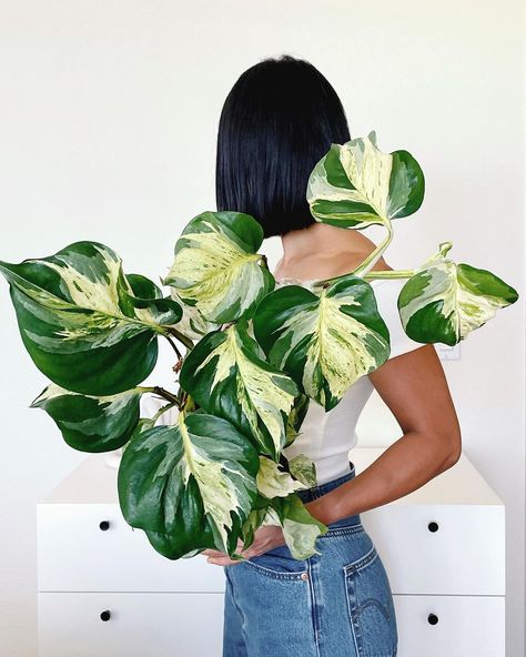 Pothos Manjula, Manjula Pothos, Dream Plants, Plant Goals, Plant Fungus, Plants Are Friends, Inside Plants, Pothos Plant, Variegated Plants