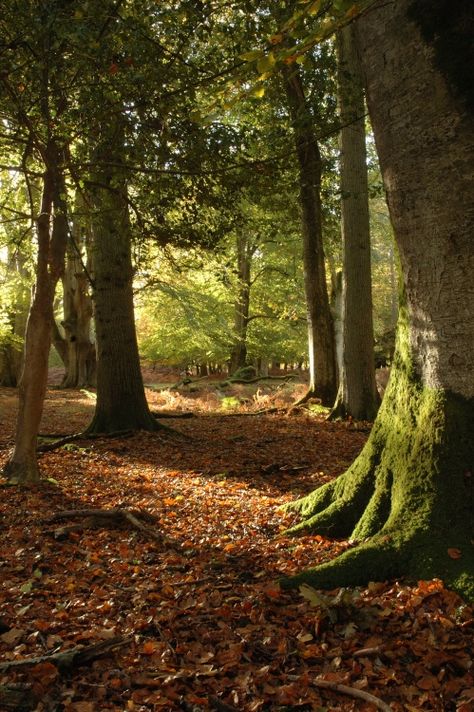 Sunlight and Shadows, Bolderwood, Hampshire Woodland Pictures, British Forest, The New Forest England, English Forest, Scottish Highlands Autumn, British Woodland, British Scenery, Forest With Sunlight, Pictures Of England