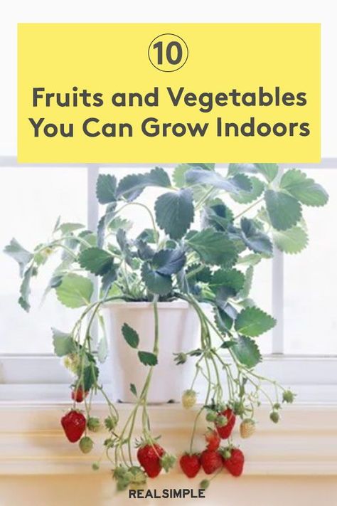 How To Grow Berries Indoors, Grow Veggies Indoors, Growing Fruit Indoors, Indoor Vegetable Gardening Apartments, Indoor Fruit Garden, Indoor Greenhouse Vegetables, Windowsill Garden Indoor, Grow Flowers Indoors, Diy Indoor Garden Ideas