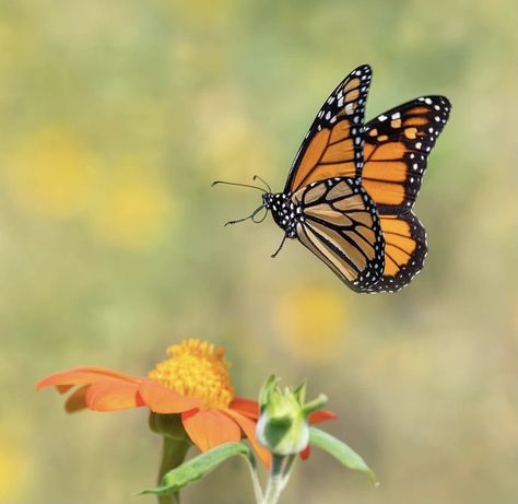 Monarch Butterfly Reference, Monarch Butterfly Side View, Painted Lady Butterflies, Tommie Tattoo, Monarch Butterfly Photography, Papillon Photo, Monarch Butterfly Flying, Monarch Butterflies Photography, Butterfly Images Photography