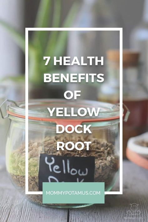 Yellow dock root is an herbal ally worth considering if you’re looking for support with:  MTHFR detox support (or detox support in general) Hormone balance Energy support during menstruation Digestion Blood sugar balance Immune system support Skin health Overall mineral status  #yellowdockroot #diyherbs #herbremedies #herbalremedies #mommypotamus Yellow Dock Root Benefits, Yellow Dock Root, Yellow Dock, Homemade Conditioner, Blood Sugar Balance, Digestive Bitters, Sip Tea, Bitters Recipe, Balance Energy