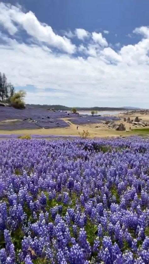 sfbucketlist on Instagram: Superbloom at Folsom Lake 💜☀️ Who’s down for a road trip to see these lupine flowers? (2.5 hours drive from SF and just $12 entry fee)… Folsom Lake, Lupine Flowers, 5 Hours, Road Trip, Drive, Lake, Natural Landmarks, Road, Plants