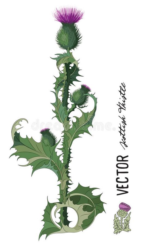 Scottish Thistle Photography, Scottish Thistle Drawing, Thistle Fairy, Thistle Art Nouveau, Thistle Illustration, Thistle Flower Tattoo, Scottish Thistle Art, Thistle Painting, Thistle Leaves