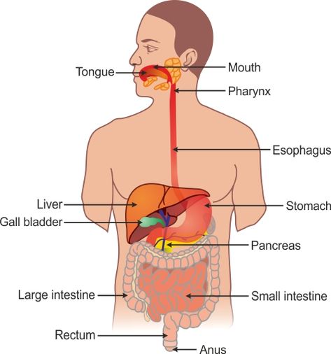 Human Alimentary Canal Diagram Drawing, How To Draw Stomach, Alimentary Canal Diagram, Mouth Diagram, Stomach Diagram, Science Exhibition Projects, A Human Heart, Science Exhibition, Gastric Juice