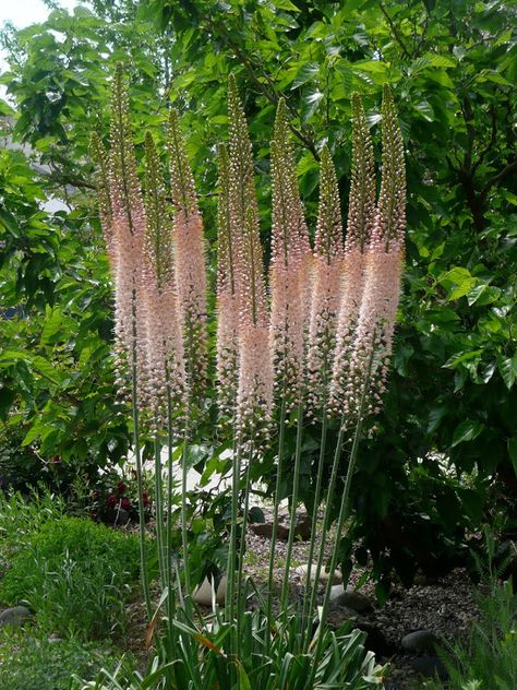 Foxtail Lilies, Fox Tail, Have Inspiration, Magical Garden, Garden Cottage, Delphinium, Back Garden, English Garden, Shade Garden