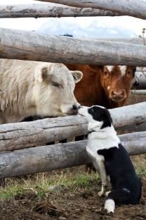 Short Haired Border Collie, Ranch Dogs, Border Collie Colors, Cow Stuff, Maggie Mae, Cute Borders, Cattle Dogs, Last Ride, Herding Dogs