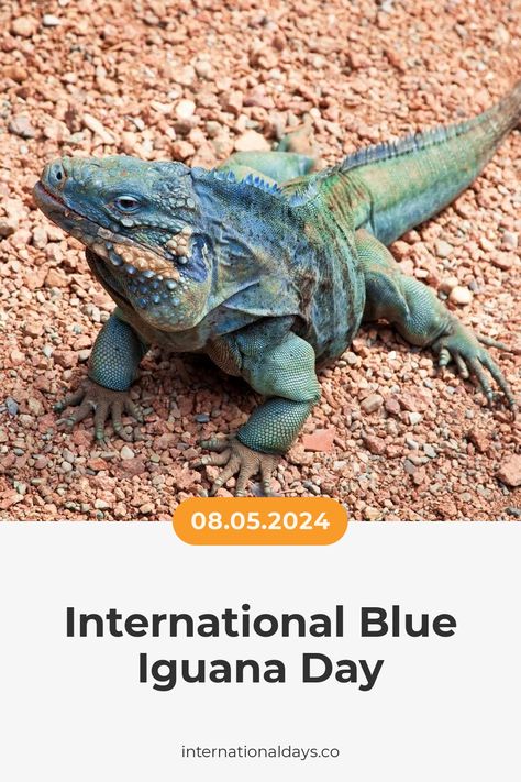 International Blue Iguana Day is celebrated on May 8th to recognize the endangered endemic species of Grand Cayman and the efforts to conserve it. National Iguana Awareness Day, What Do Iguanas Eat, Grand Cayman Blue Iguana, Mexican Spiny Tailed Iguana, Iguana Photography, Wildlife Day, International Day, Grand Cayman, Endangered Species