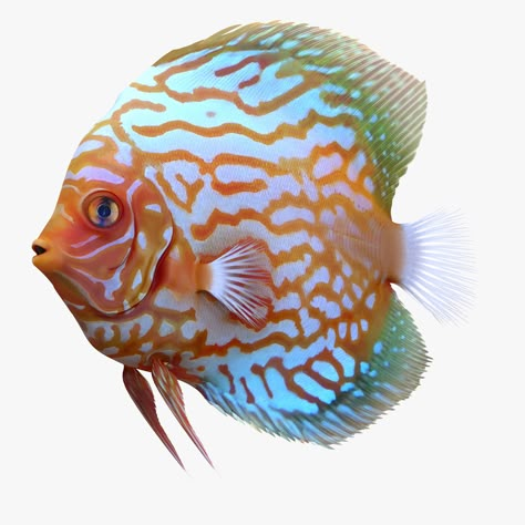 Symphysodon Fish 3D Model #AD ,#Symphysodon#Fish#Model Fish Model, Cool Fish, Summer Illustration, Ocean Creatures, Ocean Animals, Fish Art, Tropical Fish, Sea Animals, Photo Reference