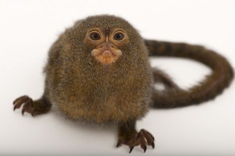 Pygmy Marmoset, Marmoset Monkey, Joel Sartore, National Geographic Photographers, Endangered Animals, Animal Species, Silly Animals, Primates, Cute Creatures