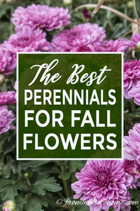 15 of the Best Plants That Bloom In Fall - Gardening @ From House To Home Blooming Perennials, Fall Perennials, Fall Gardening, Full Sun Perennials, Full Sun Plants, Best Perennials, Sun Perennials, Perennial Shrubs, Best Plants