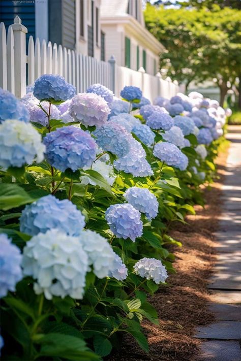 Hydrangea Varieties, Acid Loving Plants, Planting Hydrangeas, Powdery Mildew, Soil Ph, Clay Soil, Flowering Plants, Organic Matter, Flower Bud